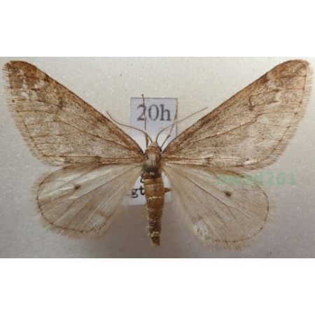 Alsophila aescularia (Denis & Schiffermüller, 1775) Nierównik kasztaniak Czech20h